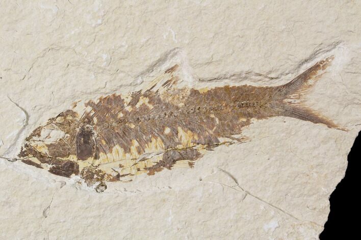 Bargain, Fossil Fish (Knightia) - Wyoming #89176